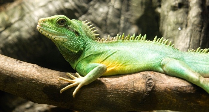 A Chinese Water Dragon